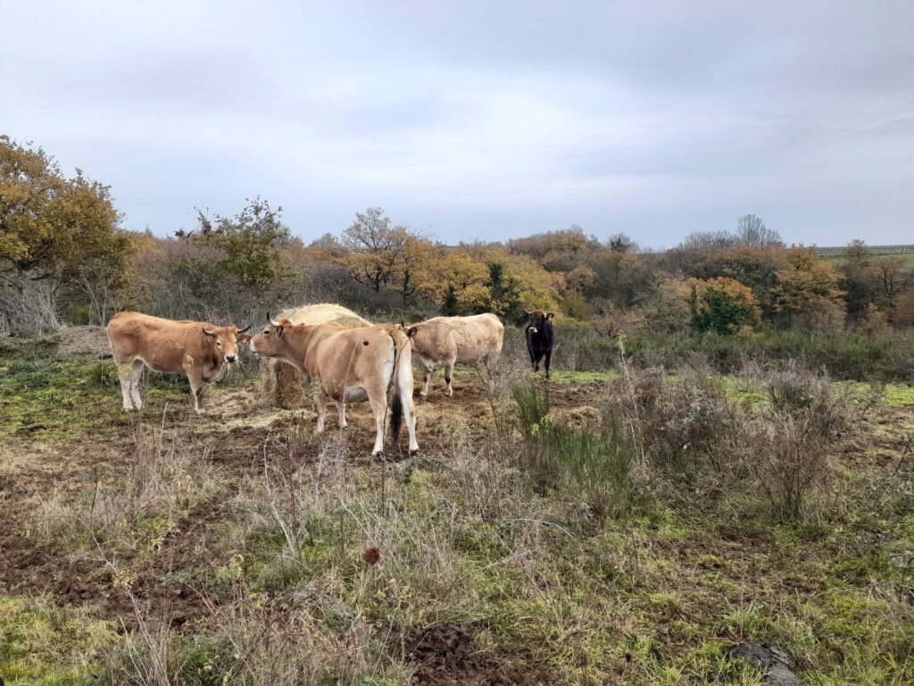 Maraîchines Agneauxdescoteaux