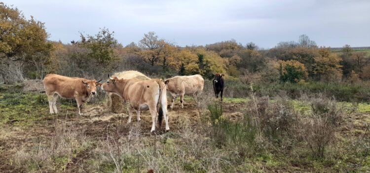 La Maraîchine gestionnaire d’espaces naturels Maraîchines Agneauxdescoteaux