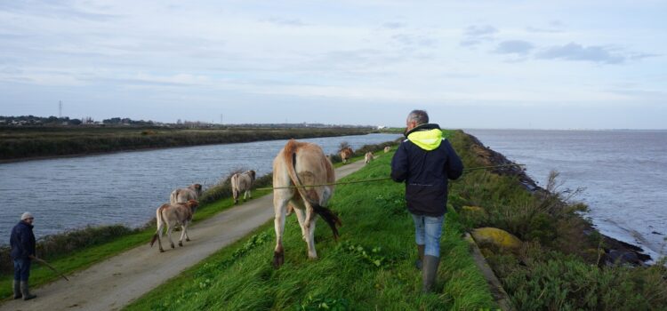Transhumances de fin d’année Photovilledebarbâtre4