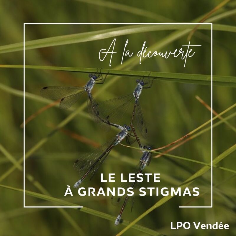 Podcast Leste à Grands Stigmas