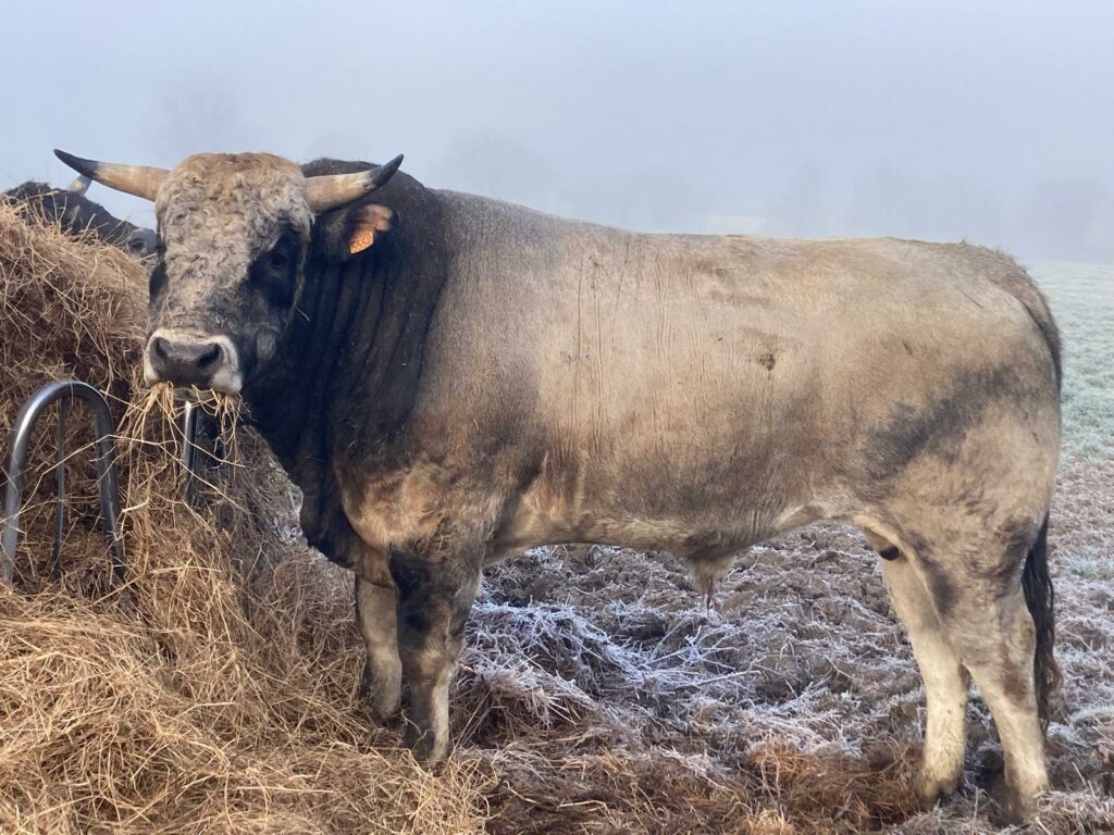 Sorbier, taureau maraîchin - photo Carl Chetanneau