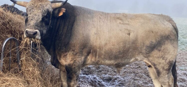 Nouvelles du groupe « taureaux » Ubu, jeune taureau maraîchin - photo Carl Chetanneau