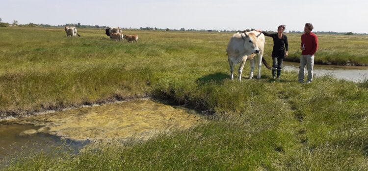 Formation « la mort des animaux en élevage, accompagner les animaux de la naissance à la mort » photo LPO Vendée