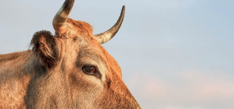 La nouvelle brochure de la filière Biodiversités Maraîchines est arrivée ! Brochure FBM - RHD