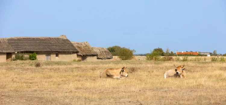 Assemblée Générale de la Maraîchine Ledaviaud Animaux2