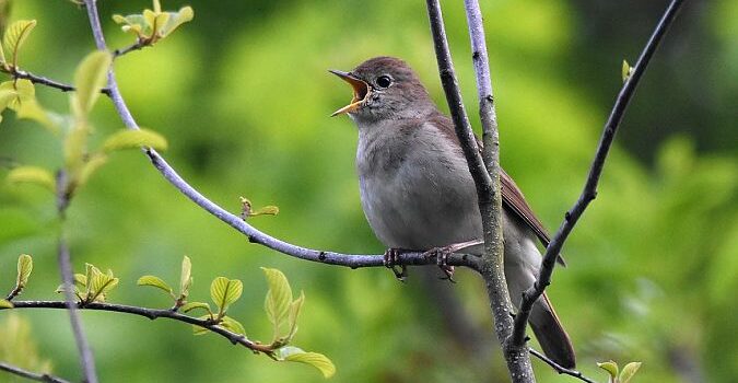 Des oiseaux et des vaches ep. 17 Rossignol philomèle (source faune-france)