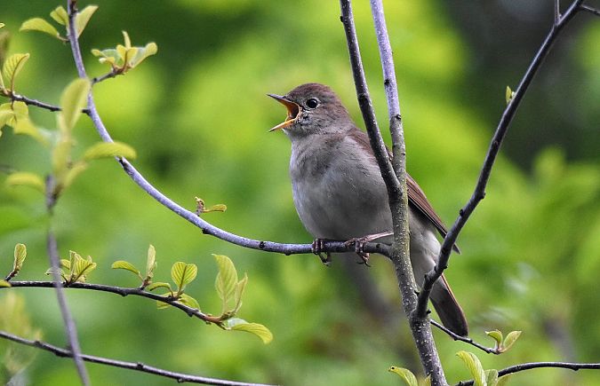 Rossignol philomèle (source faune-france)