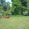 Vie du groupe taureaux