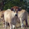 Les maraîchines de la ferme de Dixmerie passent à la télé