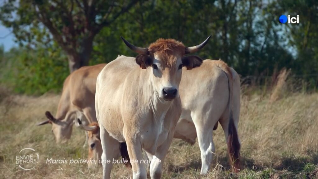 Maraîchines Dixmerie - image France TV Ici pays de la Loire