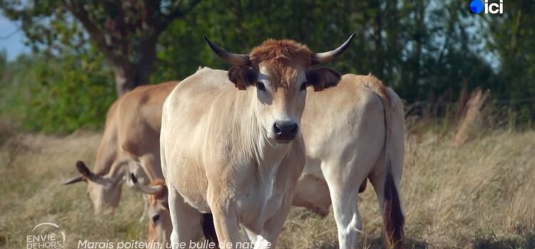 Les maraîchines de la ferme de Dixmerie passent à la télé Maraîchines Dixmerie - image France TV Ici pays de la Loire