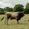 Des nouvelles des activités « taureaux »