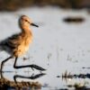 Nouvelles éleveuses de maraîchines : excellents résultats sur la biodiversité