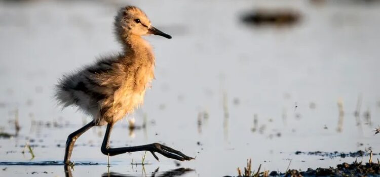 Nouvelles éleveuses de maraîchines : excellents résultats sur la biodiversité Poussin de Barge à queue noire - photo Sylvain Gayot