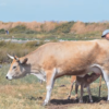 Les Maraîchines de l&rsquo;île de Noirmoutier en vidéo