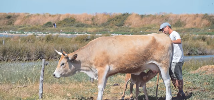 Les Maraîchines de l’île de Noirmoutier en vidéo Film Sébastopol