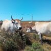 Sécheresse : diversification des ressources alimentaires pour les maraîchines