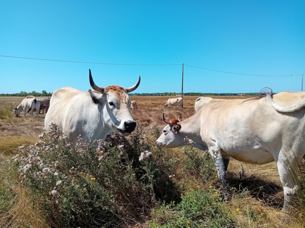 Maraichine Mange Des Chardons Chez Lulu