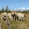 Élevage de maraîchines à reprendre !