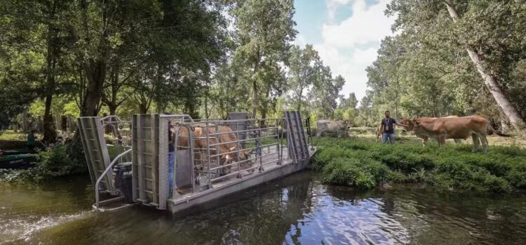 La Maraîchine dans le journal Sud-Ouest Sud Ouest Charente Maritime