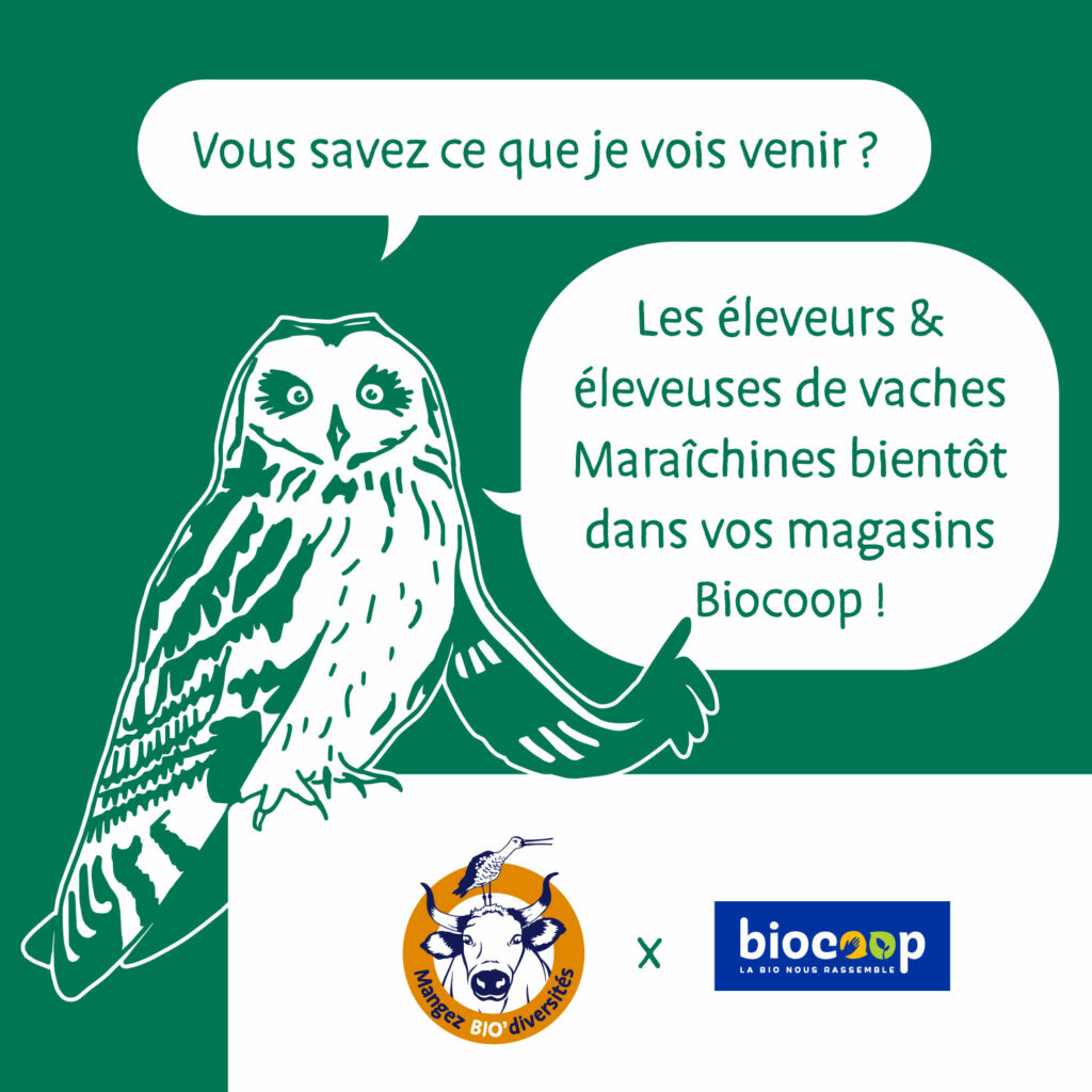 Hibou Coming Bientot(1)